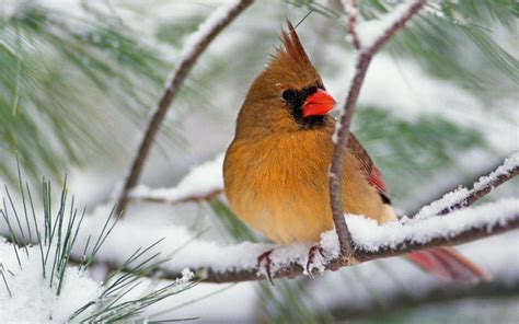 Northern Cardinal Birds Wallpapers And Images Wallpapers