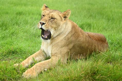 Lion Lioness Animal · Free Photo On Pixabay