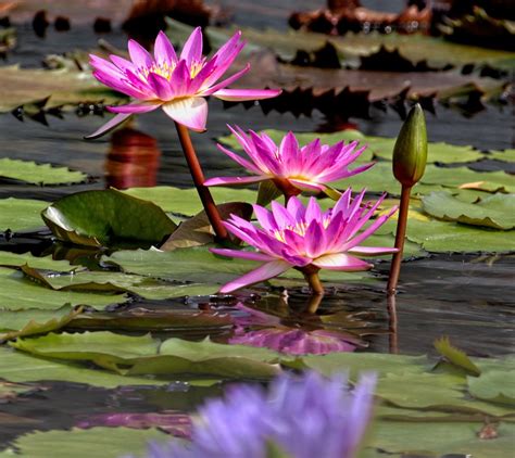 Water Lilies Pond Flowers Lily Free Photo On Pixabay
