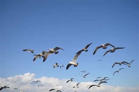 Flock Of Seagulls · Free Stock Photo
