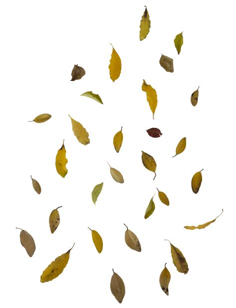 Falling Leaves Png Image