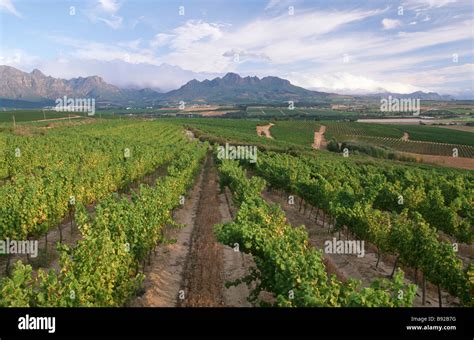 Green Vineyards And Mountains Stellenbosch Boland District Western Cape