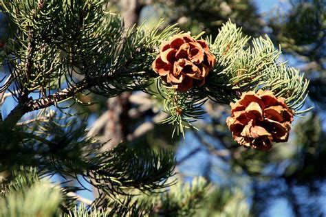 Pine Cones At Zion Photograph By Laurel Talabere Fine Art America