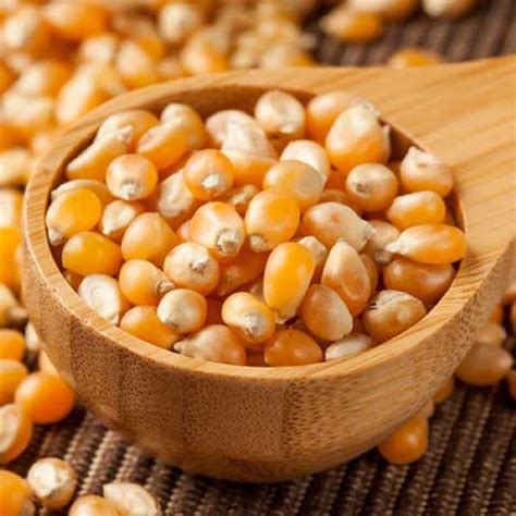 Hal ini dilakukan karena populasi mereka mulai terancam punah akibat buruknya rantai makanan, perburuan oleh manusia, dan perubahan cuaca yang ekstrem. Jual Biji Jagung Popcorn Pop Corn repack 250 gram - Kab ...