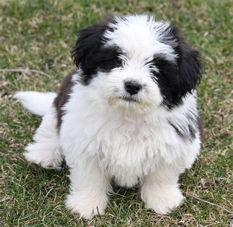 Shih Tzu Cute Dogs Pictures Dogs Breeds And Puppies Reviews