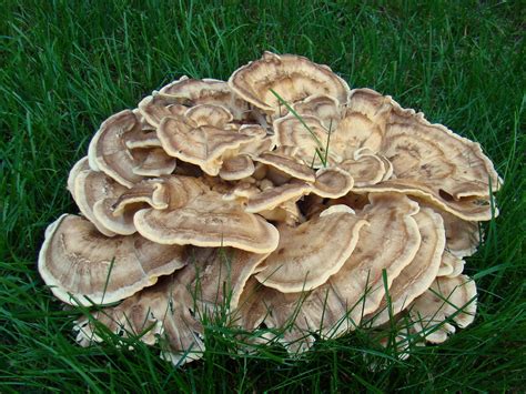Lawn Fungus Great Big Oyster Type Lawn Mushroom 34 Cm A Flickr