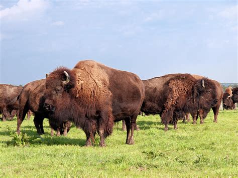 Herd Of American Buffalo Bison Photograph By Stockcam Fine Art America