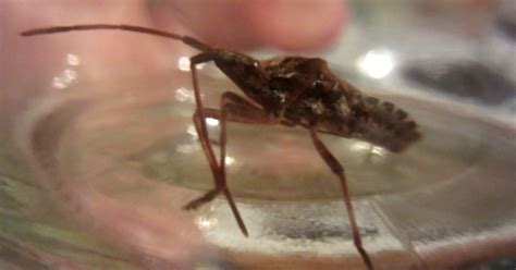 Exclusive Deadly ‘kissing Bug Found In West Virginia Cowger Nation