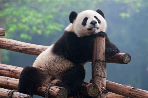 Curiosidades Sobre Los Osos Panda Tienen Seis Dedos