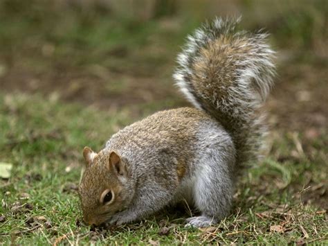 Pin By Zohdn On گلچين Eastern Gray Squirrel Squirrel Animals