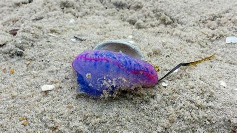 Man O War Jellyfish Invade New Jersey Shore
