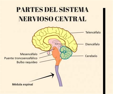 Sistema Nervioso Central Funciones Y Partes Apuntes Geniales