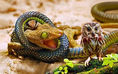 Lizard Wallpapers Owl Snake Colorful Bird Backgrounds