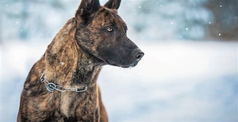 Dutch Shepherd Dog Breed Information Breed Advisor