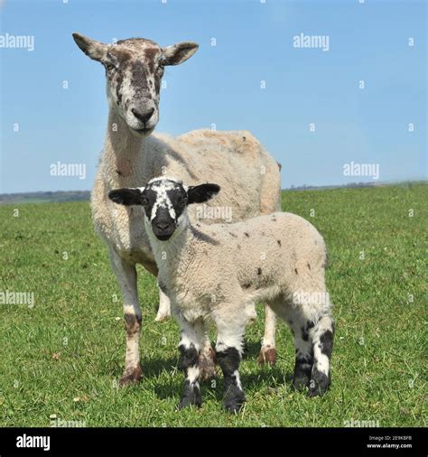 Sheep And Her Lamb Stock Photo Alamy
