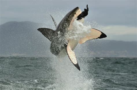 Orca Vs Great White Killer Duel Explained Australian Geographic