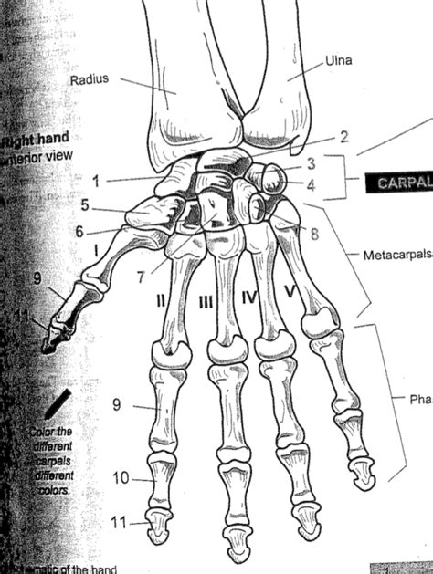Appendicular Skeletal System Carpals Diagram Quizlet