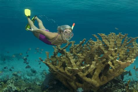 Nassau Snorkeling Reef Bahamas Cruise Excursions