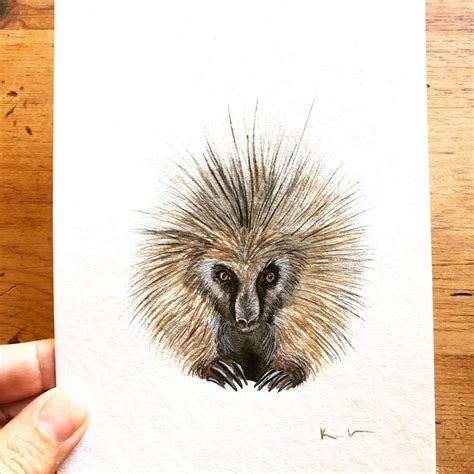 5x7 Sweet Porcupine Original By Coasttocoastartist On Etsy Pet Portrait