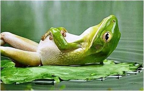 Just Relaxing In The Sun Lol Frog Pictures Amazing Frog Frog