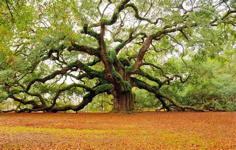 African Tree Angel Oak Trees Old Trees Unique Trees