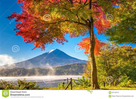 Fuji In Fall Stock Photo Image Of Fuji Scene Maple