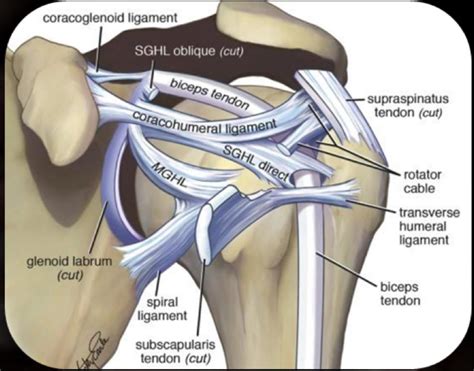 Glenohumeral Joint Anatomy Stabilizer And Biomechanics Shoulder