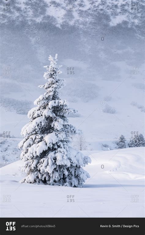 A Single Spruce Tree Covered In Fresh Snow Stands In Front Of A