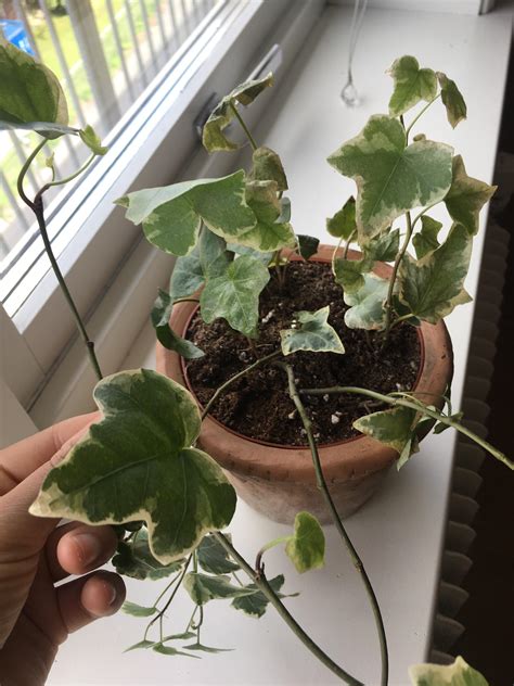 Help My Ivy Plant Is Dying Am I Watering It Too Much Once Weekly