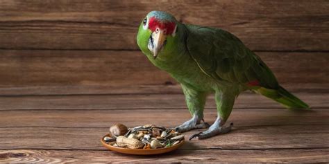What Do Parrots Eat Recommended Diet And Guidelines Your Parrot Cage