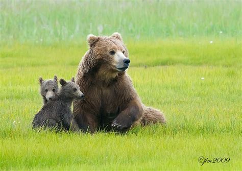 Mother Grizzly And Her Cubs Photo By Judylynn Malloch Brown Bear