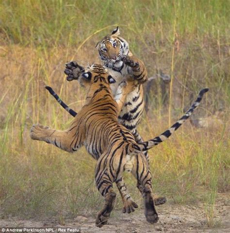 Bengal Tiger Fight At Bandhavgarh National Park In India By National
