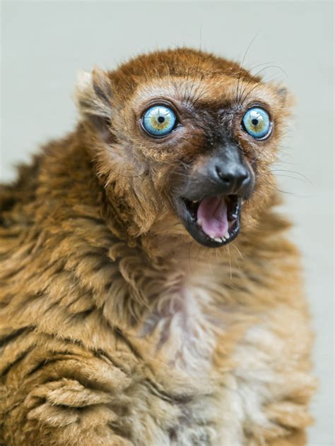 Female Sclaters Lemur With Open Mouth Ii Unusual Animals Lemur