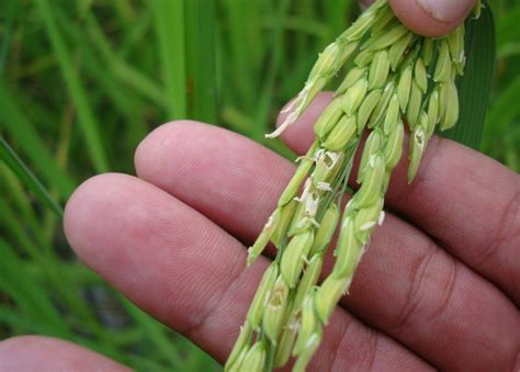 Case Study On Pgs Rice Seed In Cambodia