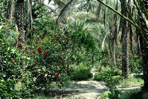 Tozeur Tunisie Le Paradis Tozeur Tunisie Le Par Flickr