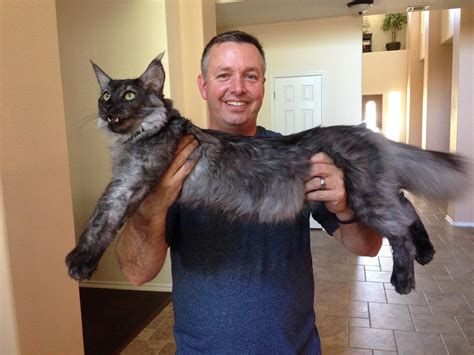 Clocking in at up to 25 pounds and measuring up to four feet in length, maine coons are truly massive cats. 24 Cats That Are So Big It's Mildly Shocking