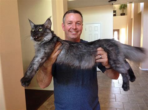 It has a distinctive physical appearance and valuable hunting skills. Some Redditors were asking how big Maine Coons are... meet ...