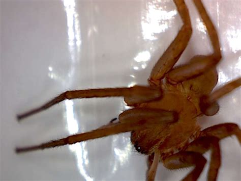 Titiotus Spider A Non Toxic Brown Recluse Look Alike Foothill