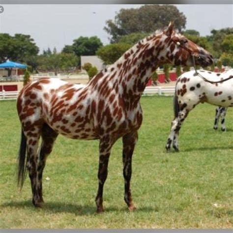 Beautiful leopard appaloosa | Appaloosa horses, Horses, Rare horses