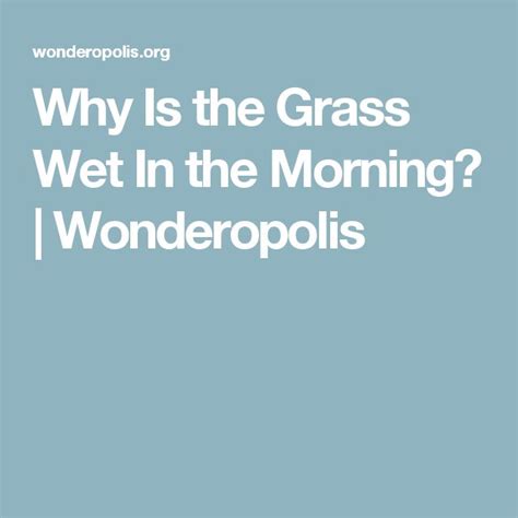 Why Is The Grass Wet In The Morning Wet Grass Morning