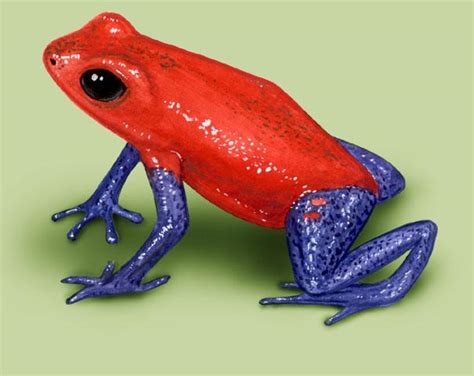 All About Animal Wildlife Strawberry Poison Dart Frog Facts And Images