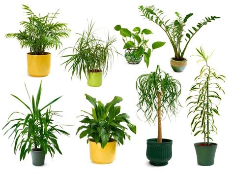 Choosing House Plants How To Choose