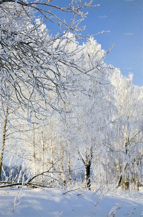 Snow Covered Deciduous Birch Trees High Quality Nature Stock Photos