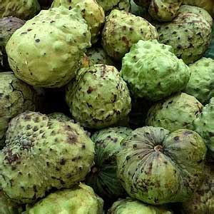 It's surprising that the leaves are adequately nutritious. Custard Apple Trees - Nurseries Online
