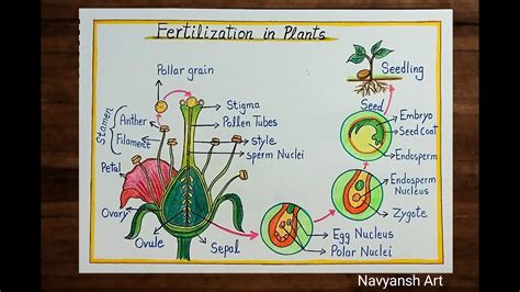 Labelled Diagram Drawing Of Fertilization In Plantshow To Draw