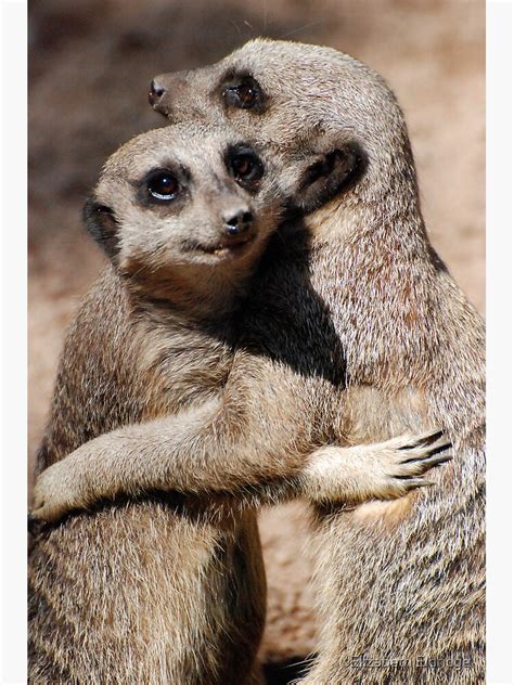 Hugging Meerkats Poster By Lizziemorrison Redbubble