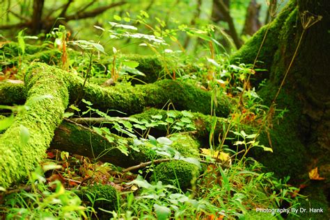 Moss Covered Forest Floor The Photography Network Picturesocial