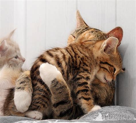 25 Incredibly Cute Pictures Of Cuddling Cats We Love Cats And Kittens