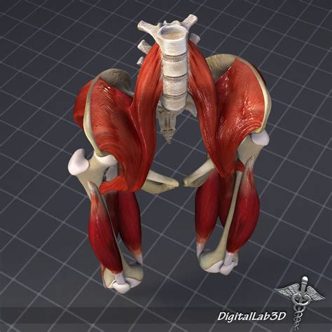 These muscles, including the gluteus maximus and the hamstrings, extend the thigh at the hip in support of the body's. Pelvis Muscle Bone Anatomy 3D | CGTrader
