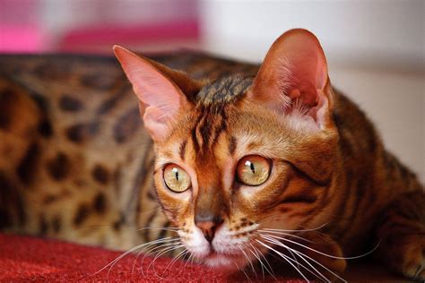 Bengal Cat Wallpapers Wallpaper Cave